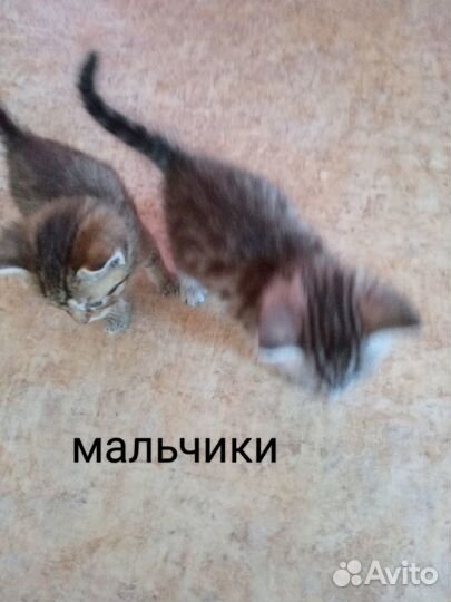 Котята в добрые руки