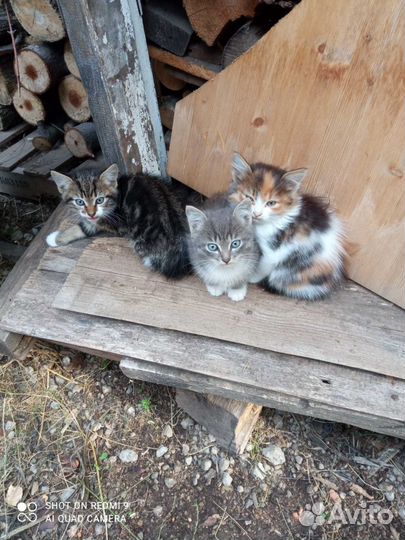 Котята в добрые руки