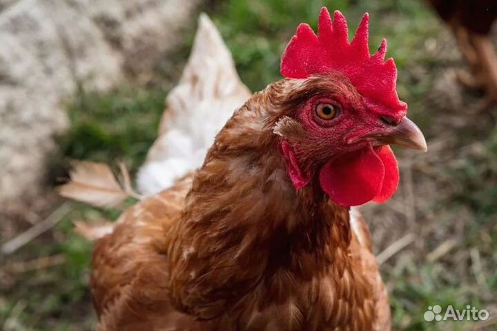 Куры несушки Ломан браун