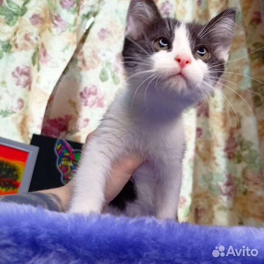 Котенок - метис, девочка