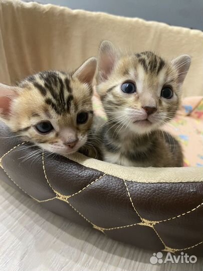 Бенгальские котята