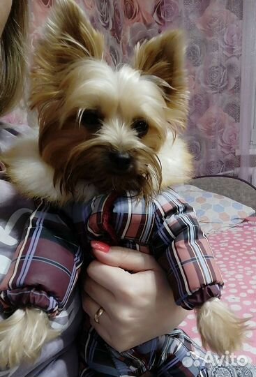 Йоркширский терьер девочка