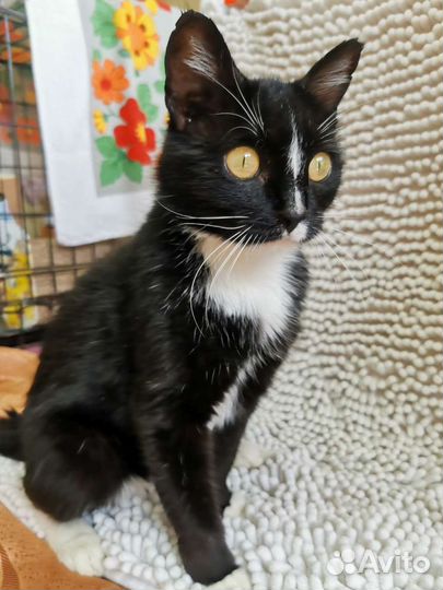 Кошечка Куки