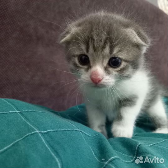 Котенок мальчик
