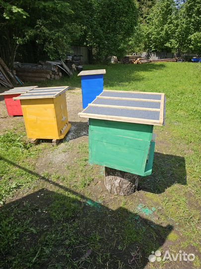 Пчелосемьи