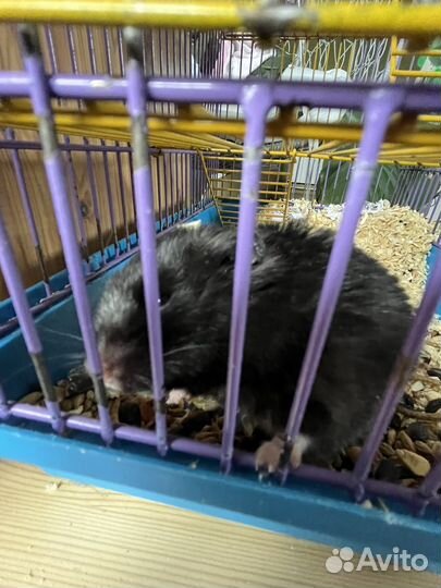 Сирийский хомяк