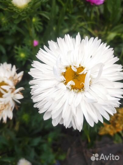 Астры срезка