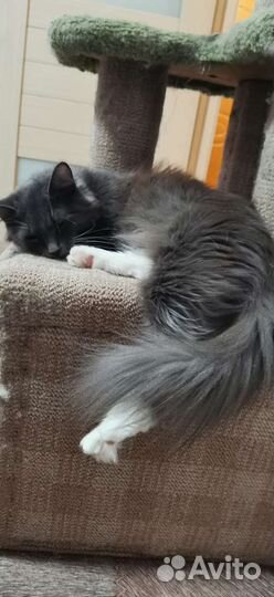 Кошки и коты в дар