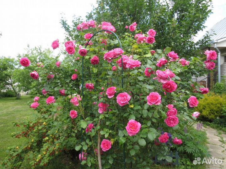 Питомник С принимает заказы на розы шраб