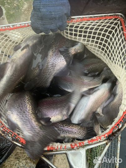 Живая Форель оптом с доставкой зарыбление форелью