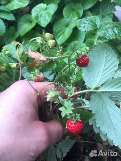 Земляника крупная садовая