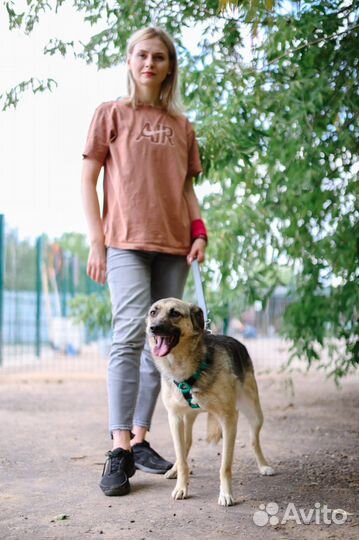 Жить в приюте опасно. Ищем семью для собачки