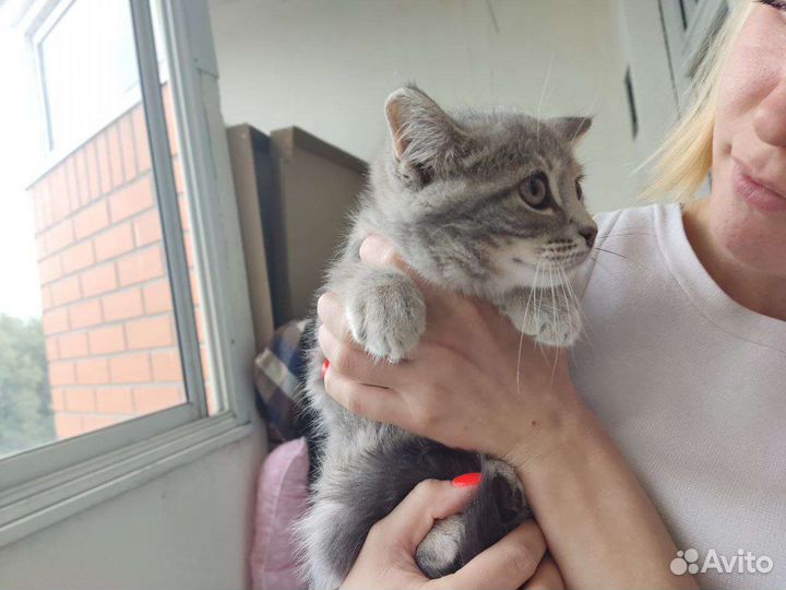 Котенок в добрые руки