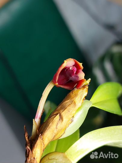 Орхидея maxillaria variabilis RED Азия