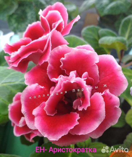 Глоксинии сортовые, комнатные цветы