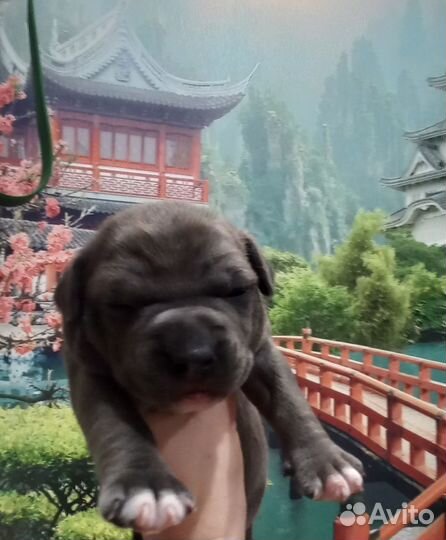 Щенки стаффорда