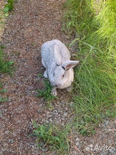 Бсс Кролики Самки