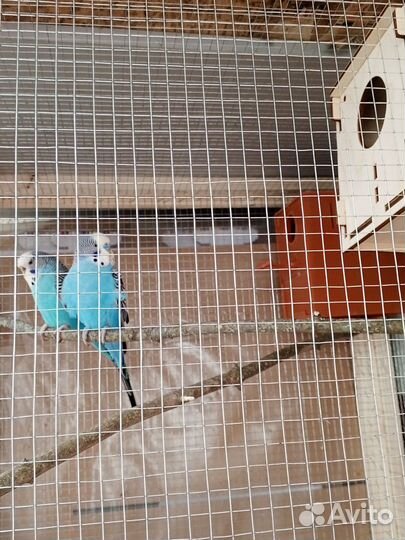 Попугай волнистый