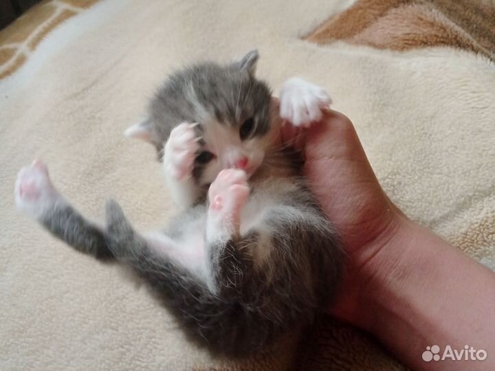 Британские котята