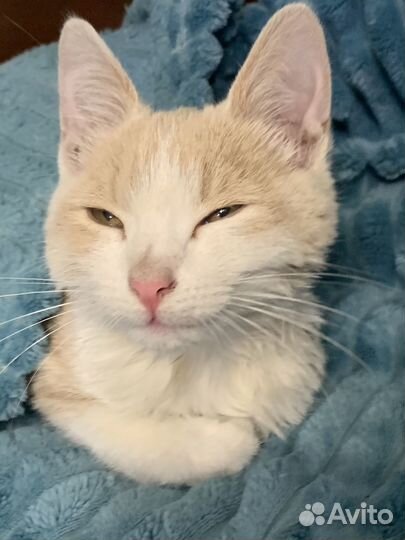 Котята в добрые руки (мальчик)