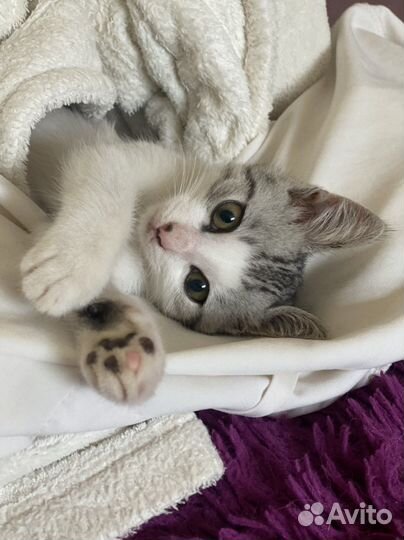 Котенок в добрые руки