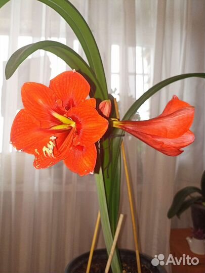 Гиппеаструм амариллис