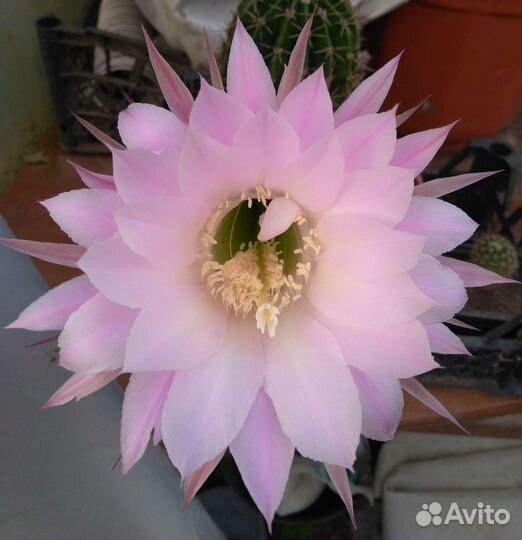 Цветущий кактус Эхинопсис