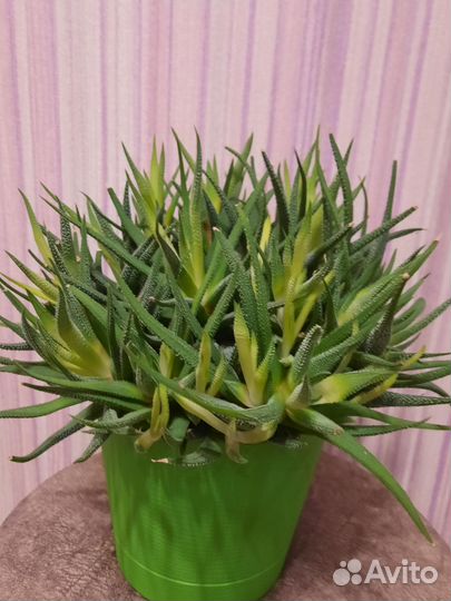 Суккуленты хавортия