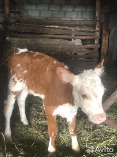 Теленок(телка)