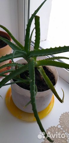 Алоэ лечебный