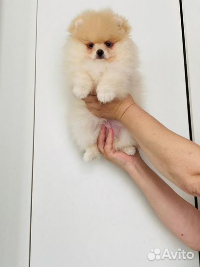 Померанский шпиц