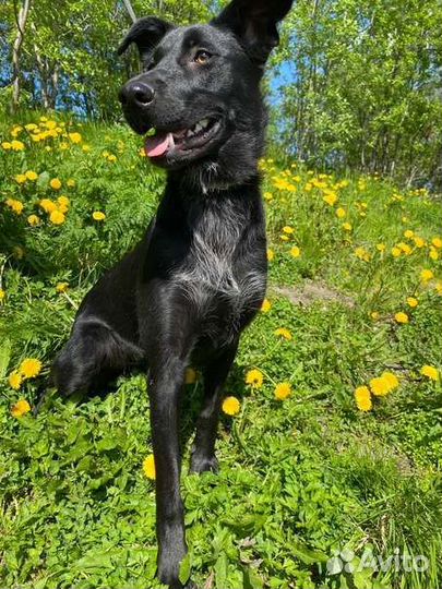 Баги - Багира