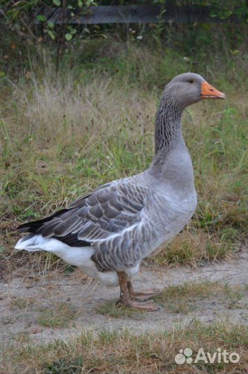 Гуси на завод