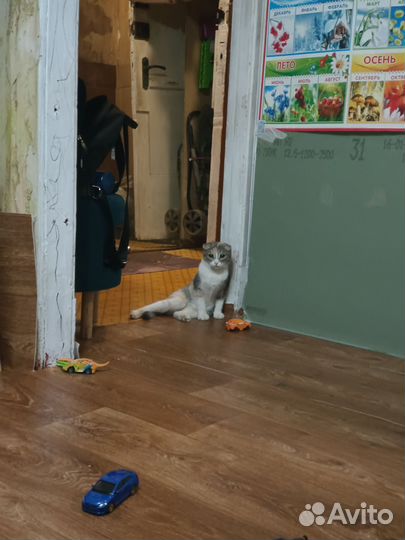 Кошка бесплатно спасите