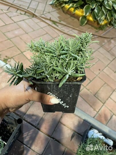 Лаванда узколистная Прованс стакан 1л