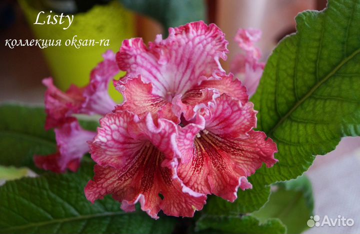 Стрептокарпусы