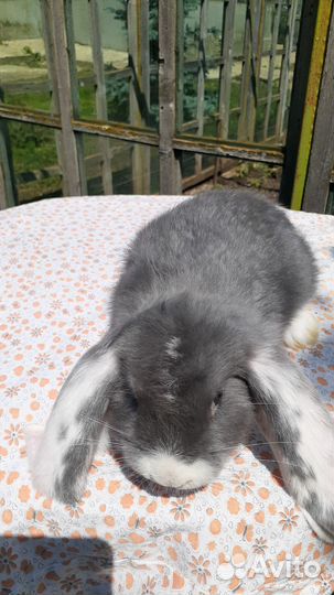 Французские бараны