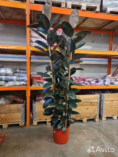 Фикус эластика Абиджан 3ствола высокий