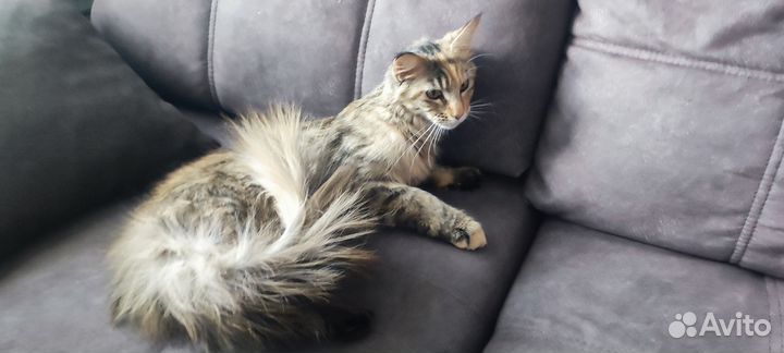 Мейн-кун девочка