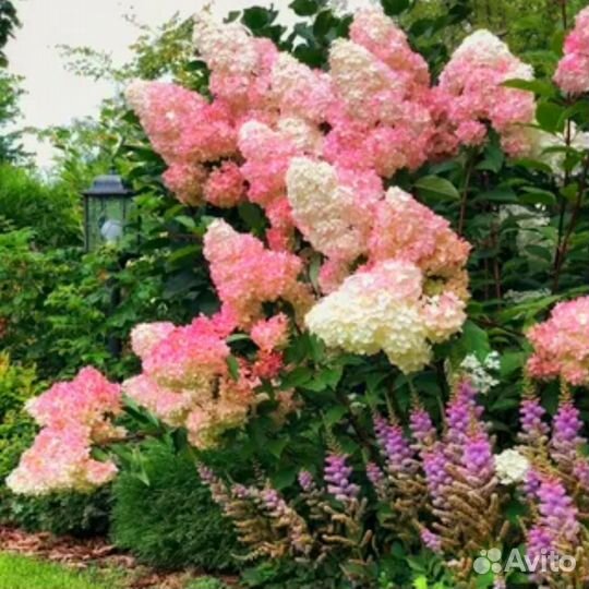 Гортензия Ванила Фрейз