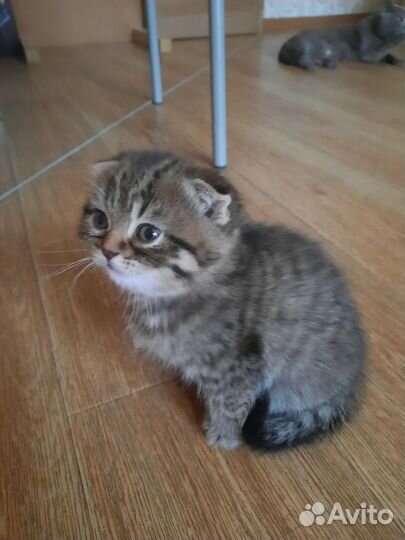 Шотландская вислоухая