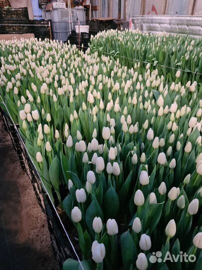 Тюльпаны к 8 марта оптом от производителя