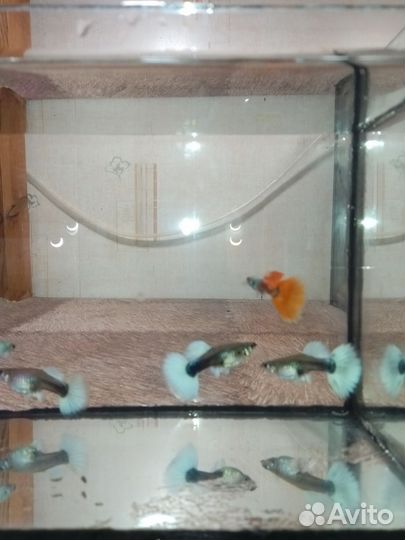 Породистые гуппи и петушки