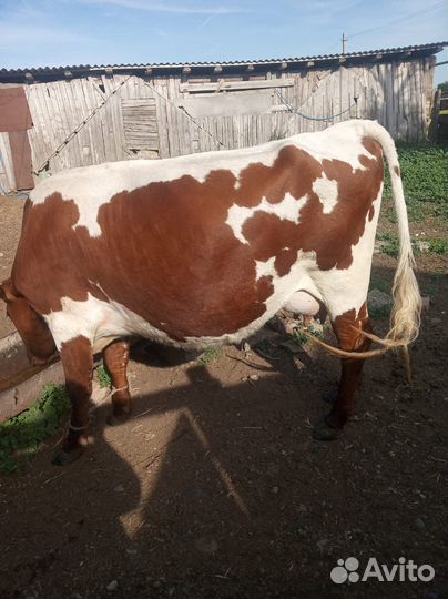 Дойные коровы