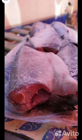 Кета с/м пбг. Улов 2023 года