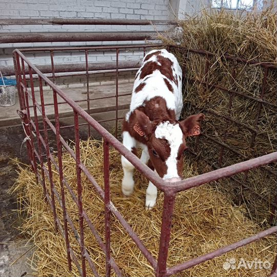 Телята бычки