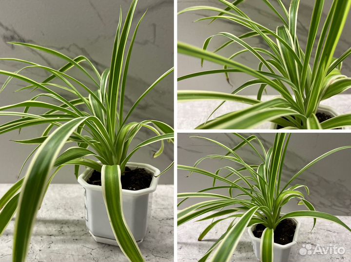 Гиппеаструм, монстера, фиалка, хлорофитум