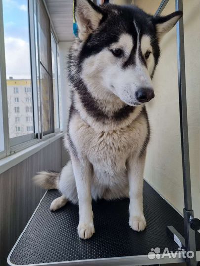 Грумер - стрижка животных