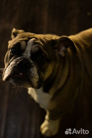 Вязка собак английский бульдог