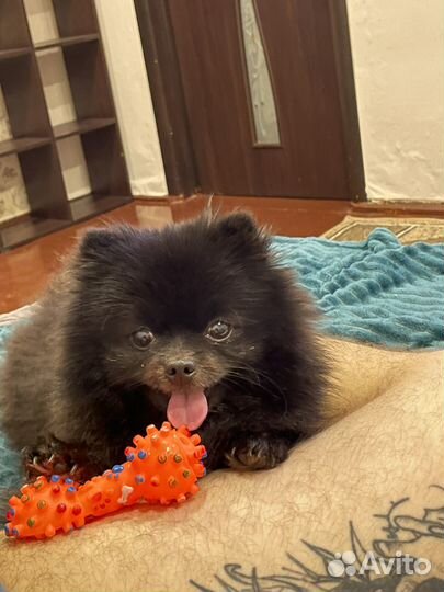 Немецкий шпиц вязка